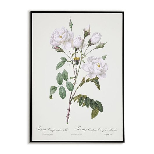 plakaty Rosa campanulata - Plakat botaniczny - Retro