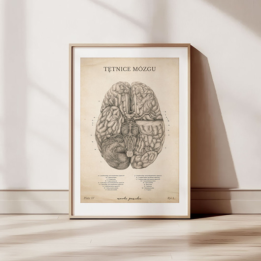 plakaty Plakat Tętnice Mózgu Vintage