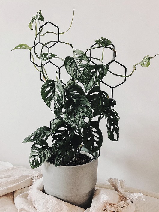 doniczki Podpórka dla roślin pnących Grow High MAXI