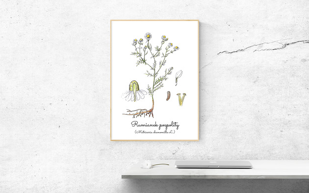 Plakat  ilustracja tablica botaniczna rumianek Arty arty