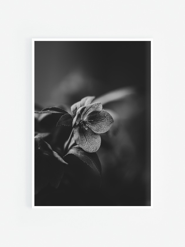 fotografia Ciemiernik czarno białe