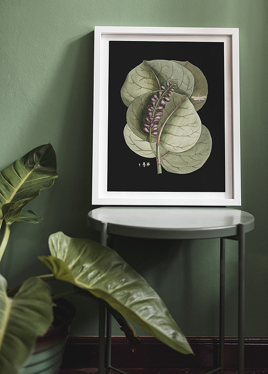 Plakat vintage - botaniczna ilustracja no.1 muybien