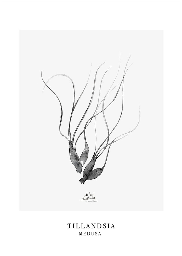 plakaty MEDUSA OPLĄTWA print { 70x50 cm }