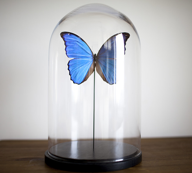 Kopuła z motylem Morpho didius Creative Farm