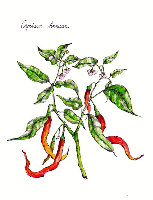 Papryczka Chili Capsicum Annuum BOSKE