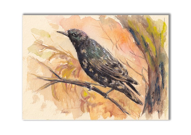 grafiki i ilustracje Szpak. Akwarela ręcznie malowana