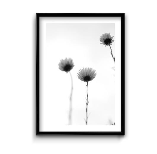 Plakat Trzy kwiaty Bury Lis