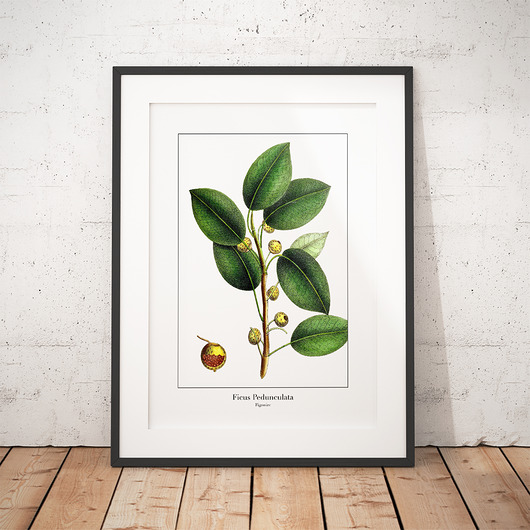 Plakat botaniczny Figowiec trochę na ścianę