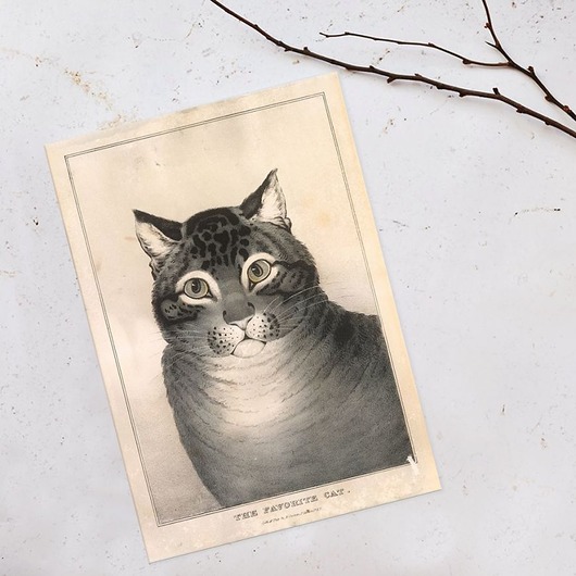 plakaty Plakat ulubiony-kot-rycina-vintage