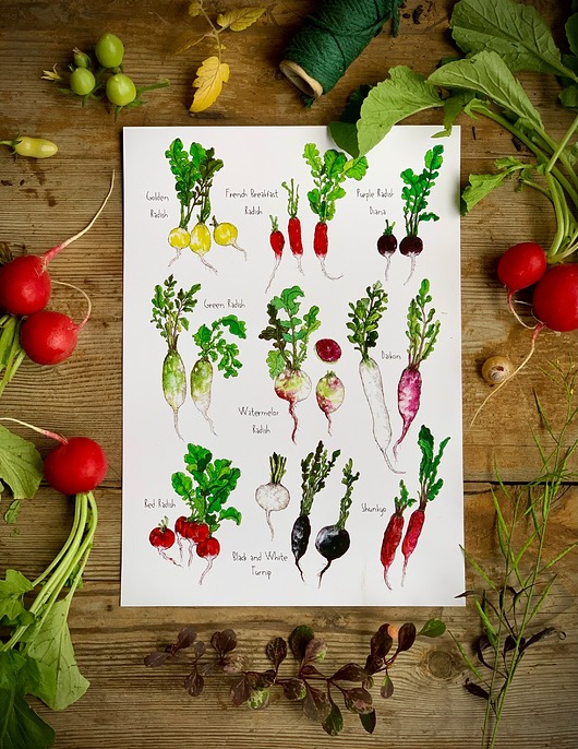 grafiki i ilustracje Rzodkiewki- grafika na ścianę- ilustracja- ogród