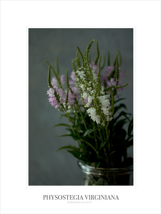 Physostegia virginiana 30x40 cm Margo Hupert