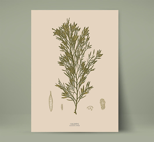 plakaty Plakat botaniczny z rośliną morską Retro