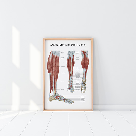 Plakat ANATOMIA MIĘŚNI GOLENI Marta Pawelec Medical Art