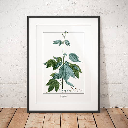 Plakat botaniczny Hibiscus trochę na ścianę