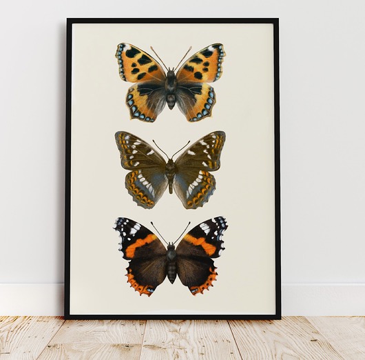 plakaty Plakat  "Motyle" 30x40cm
