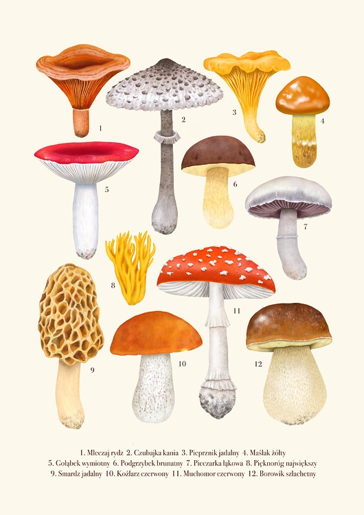 plakaty Plakat "Grzyby" 30x40 cm na kremowym tle