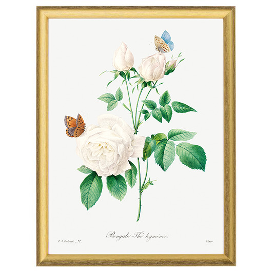 Botaniczne ilustracje - White Rose White Rose Peonies 