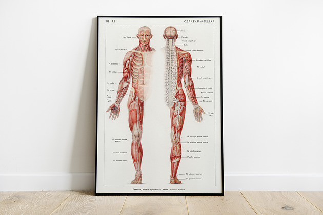 Anatomia człowieka - układ nerwowy Pas De LArt
