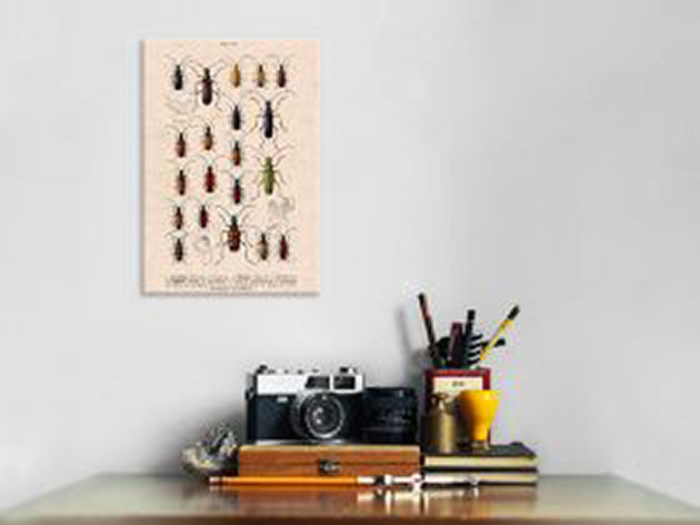plakaty Plakat owady-rycina-z-ksiazki-ii