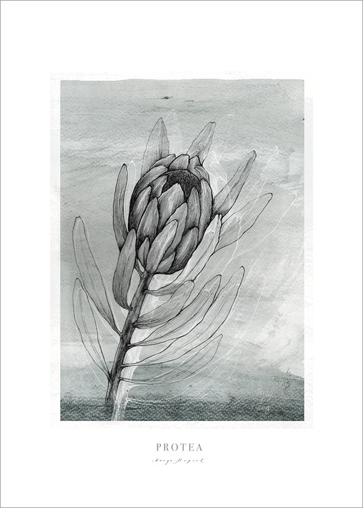 plakaty Protea  print 50x70 cm
