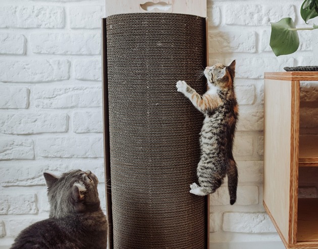 Bellycat Misspaper