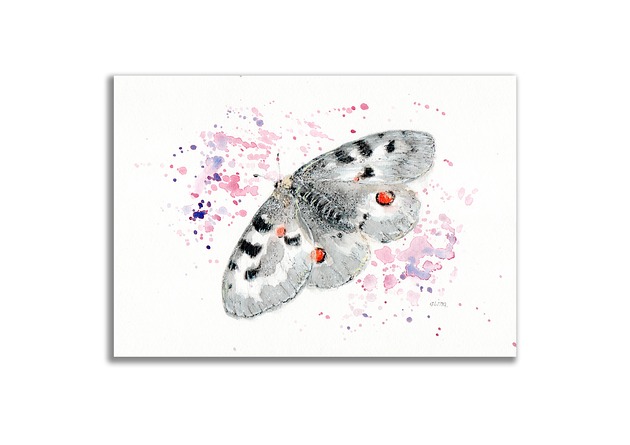 grafiki i ilustracje Obraz oryginalny "Niepylak Apollo" motyl