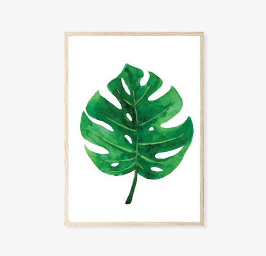 grafiki i ilustracje PLAKAT MONSTERA LIŚCIE BOTANICZNY z monsterą