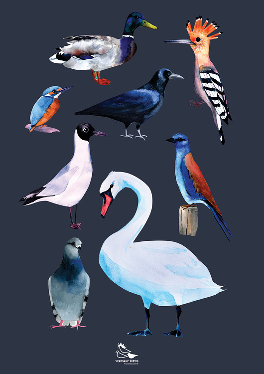 Plakat "Kocham ptaki. Kompozycja 2" 50x70,7 cm Warsaw Birds