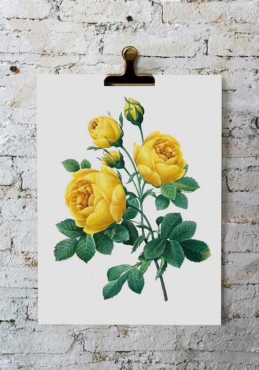 Plakat Róża vintage obrazy HOG STUDIO