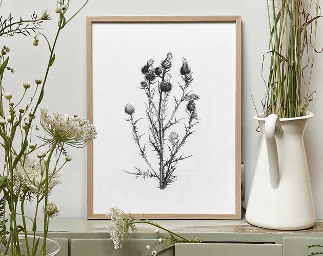 grafiki i ilustracje Osty 30x40  - grafika botaniczna
