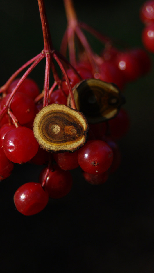 Perukowiec podolski (Cotinus coggygria Scop.) karol drevko