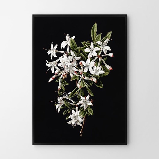 plakaty Plakat Black Flower