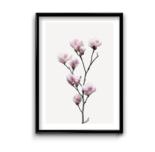 plakaty Plakat Gałązka Magnolii 