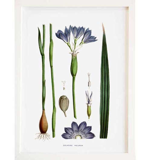 plakaty Plakat botaniczny A4, A3 Azurea