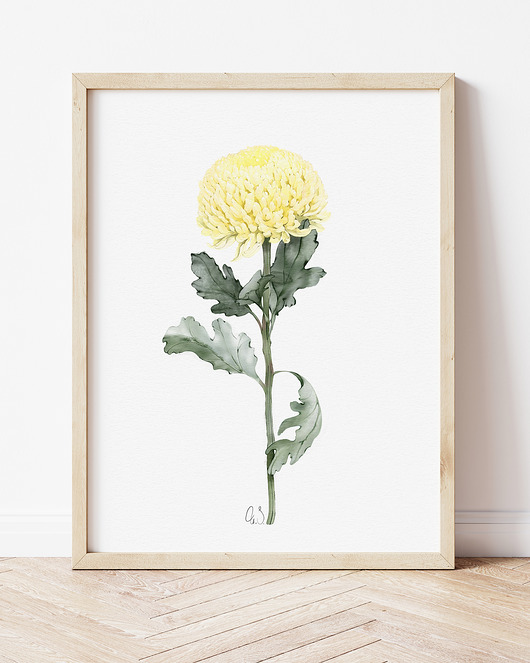 grafiki i ilustracje Żółta chryzantema, grafika, akwarela