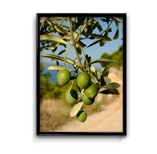 plakaty Plakat Oliwki No.2