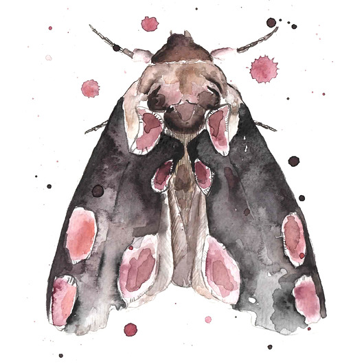 Zestaw ilustracji JUST ILUST Justyna Małczak