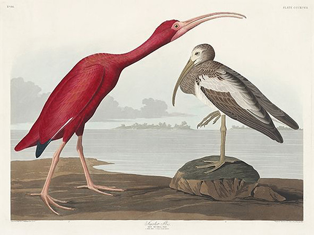 plakaty Ibis-szkarlatny-ilustracja-vintage