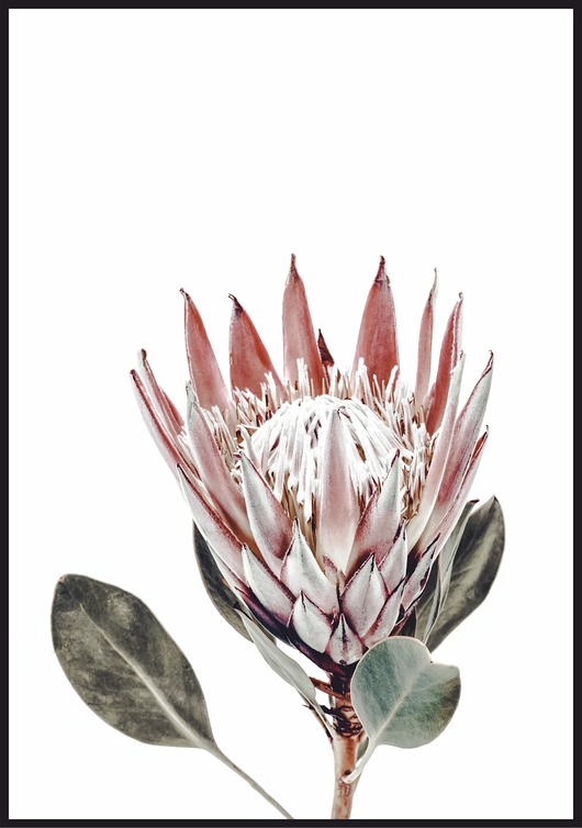 plakaty Plakat "Protea"
