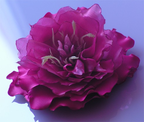 Piwonia Korelli