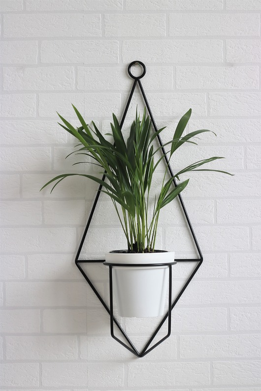 kwietniki KWIETNIK NAŚCIENNY GEO No1