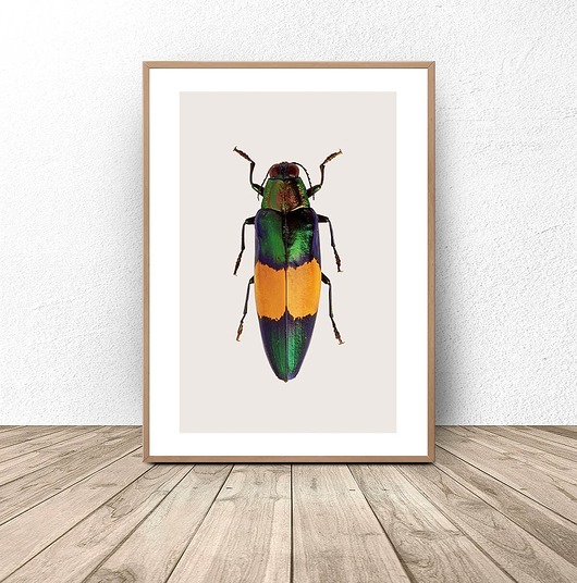 plakaty Plakat na ścianę z wielobarwnym żukiem 50x70 (500mm x 700mm)