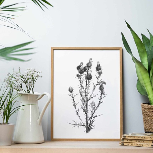 Osty - grafika botaniczna  w ramie beata sketches