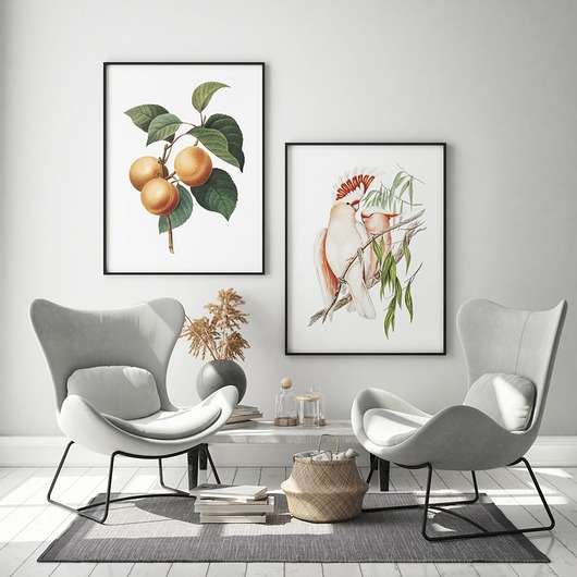 Plakat Zestaw botanica - morela i papugi HOG STUDIO