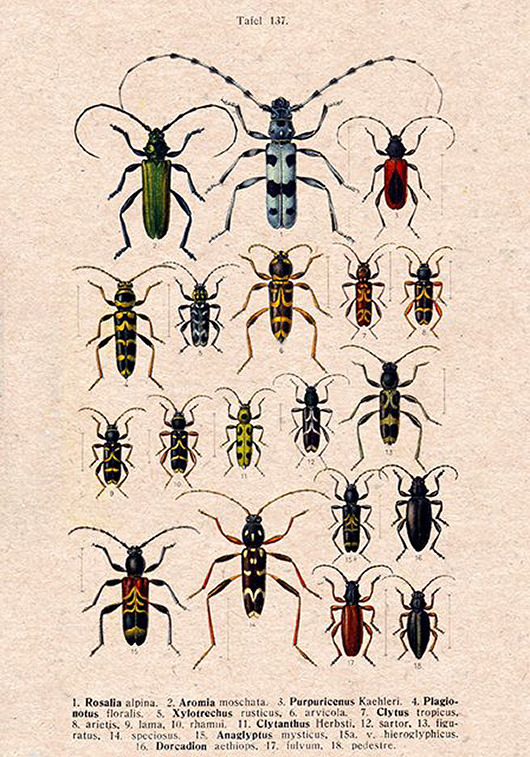 plakaty Plakat owady-rycina-z-ksiazki-xiv