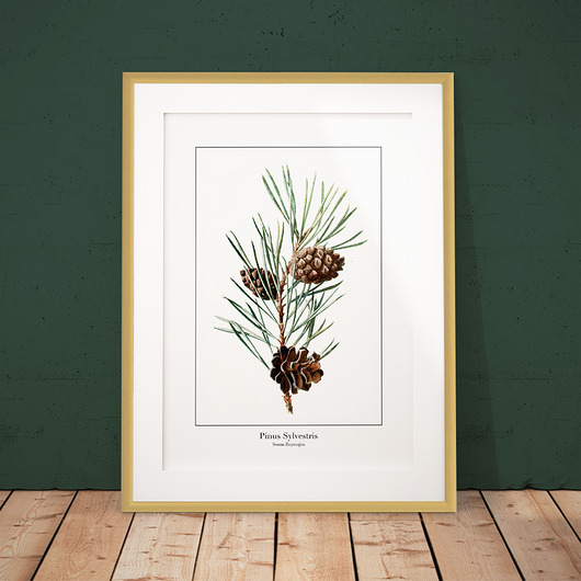 Plakat botaniczny Sosna Zwyczajna trochę na ścianę