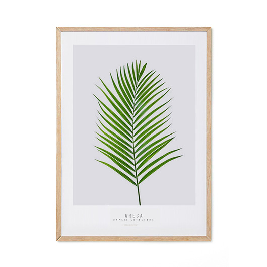 plakaty Plakat - Areca