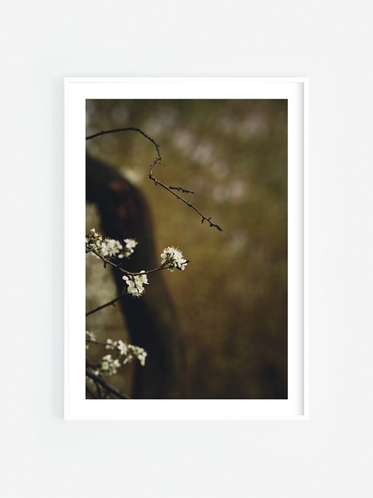 fotografia Wiosenne kwiaty