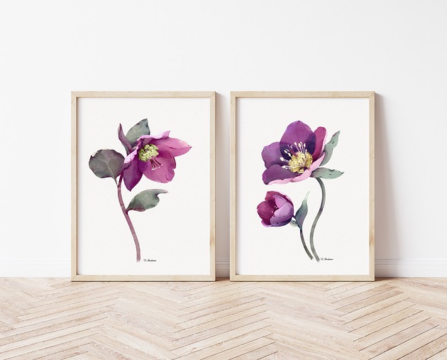 grafiki i ilustracje Ciemiernik komplet dwóch grafik 2