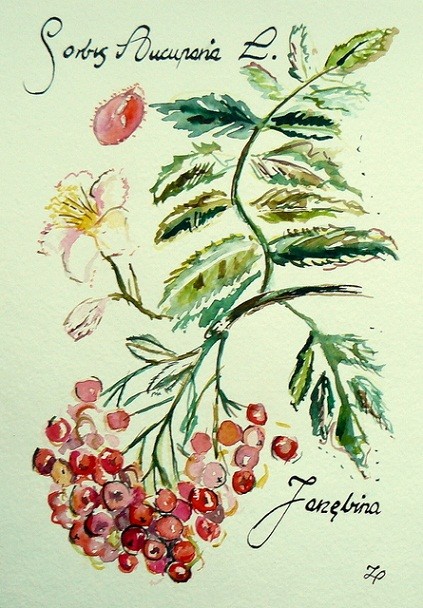 Sorbus  Aucuparia L. czyli Jarzębina Camariera